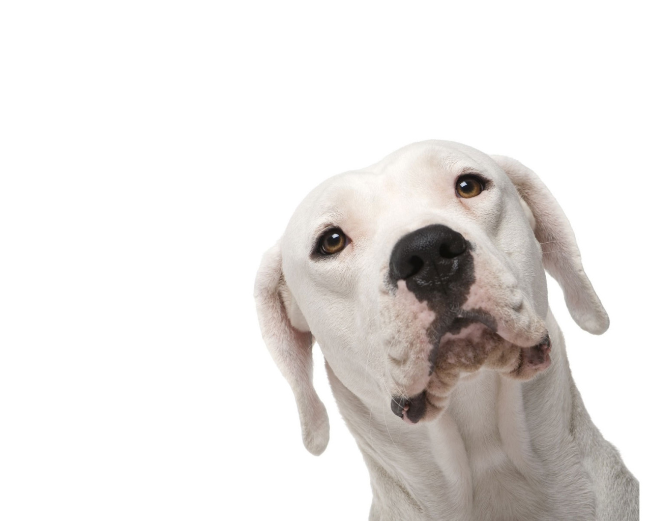 Аргентинский дог на белом фоне