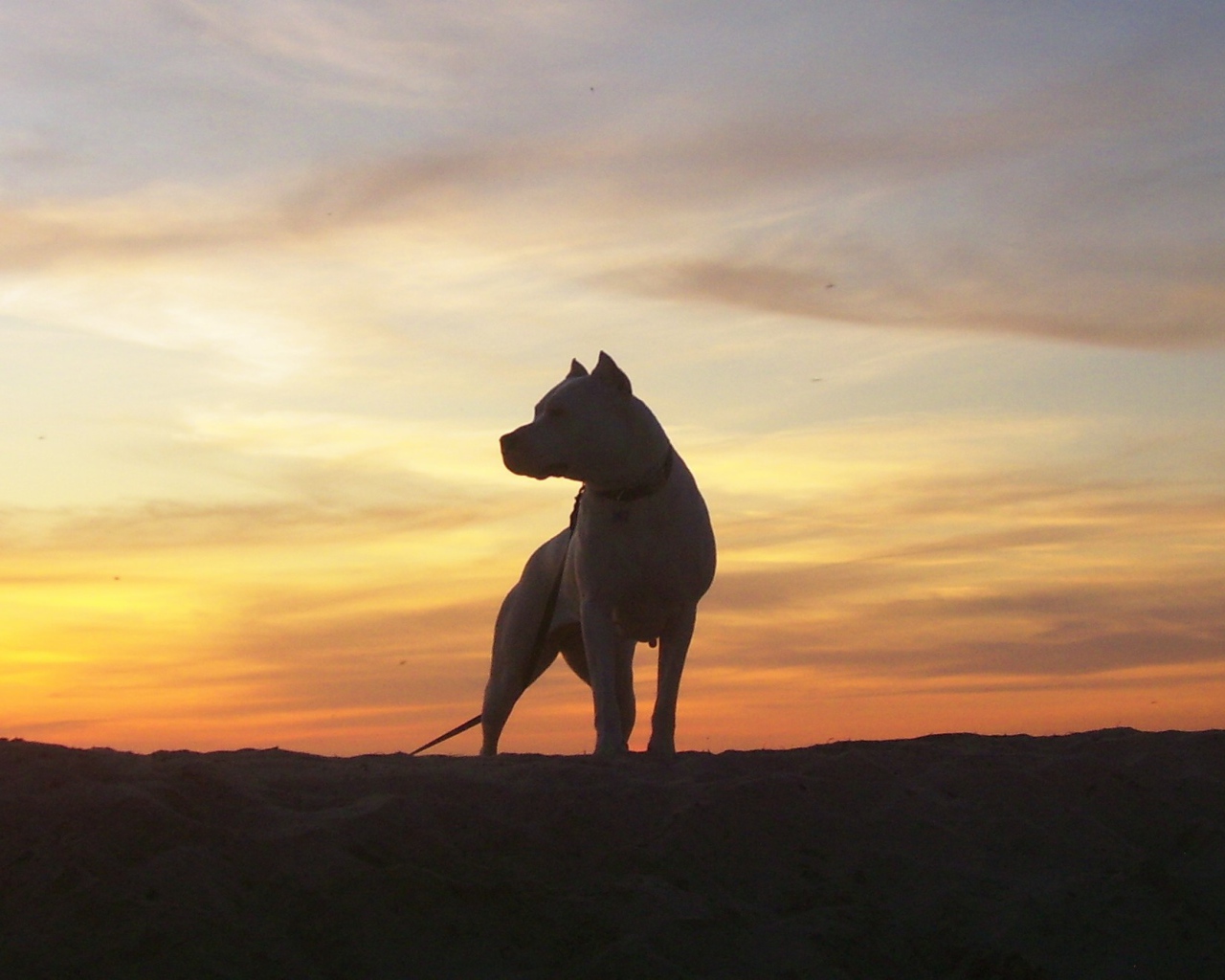 Аргентинский дог на фоне заката