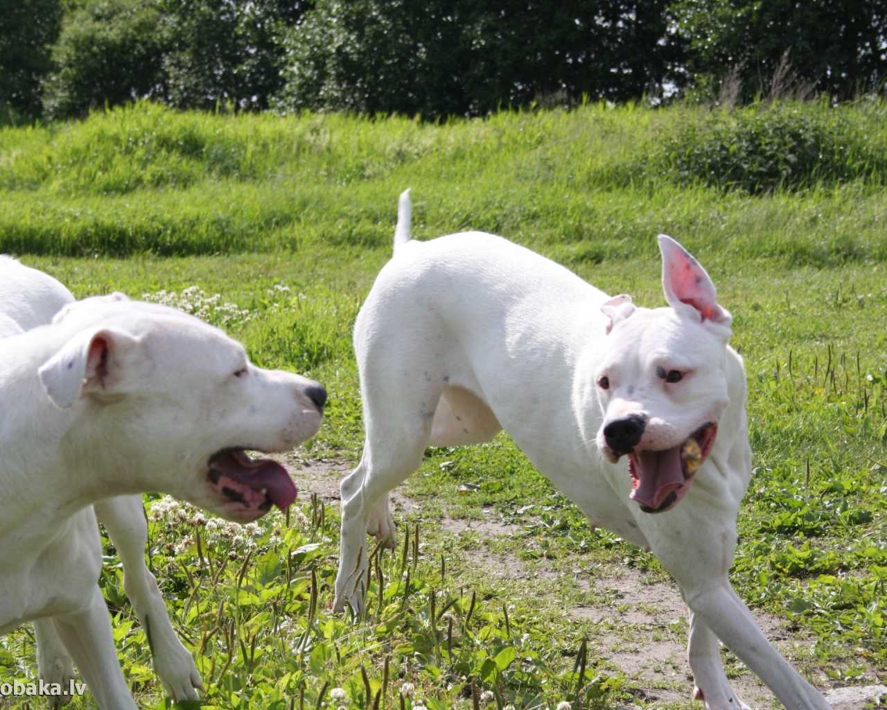 Аргентинские доги играют