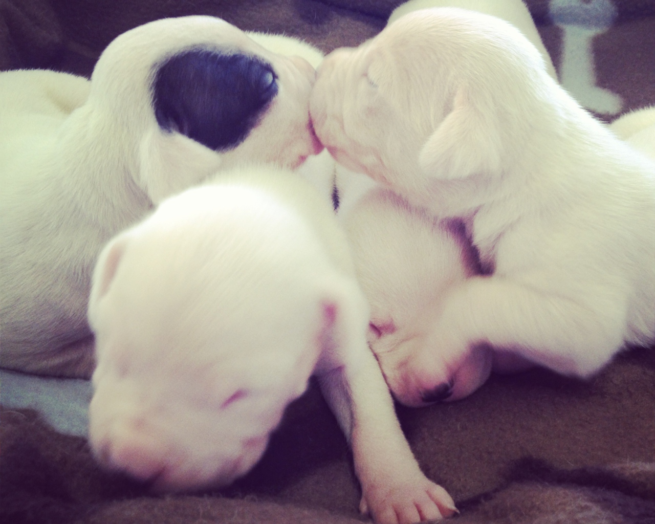 Щенки аргентинского дога