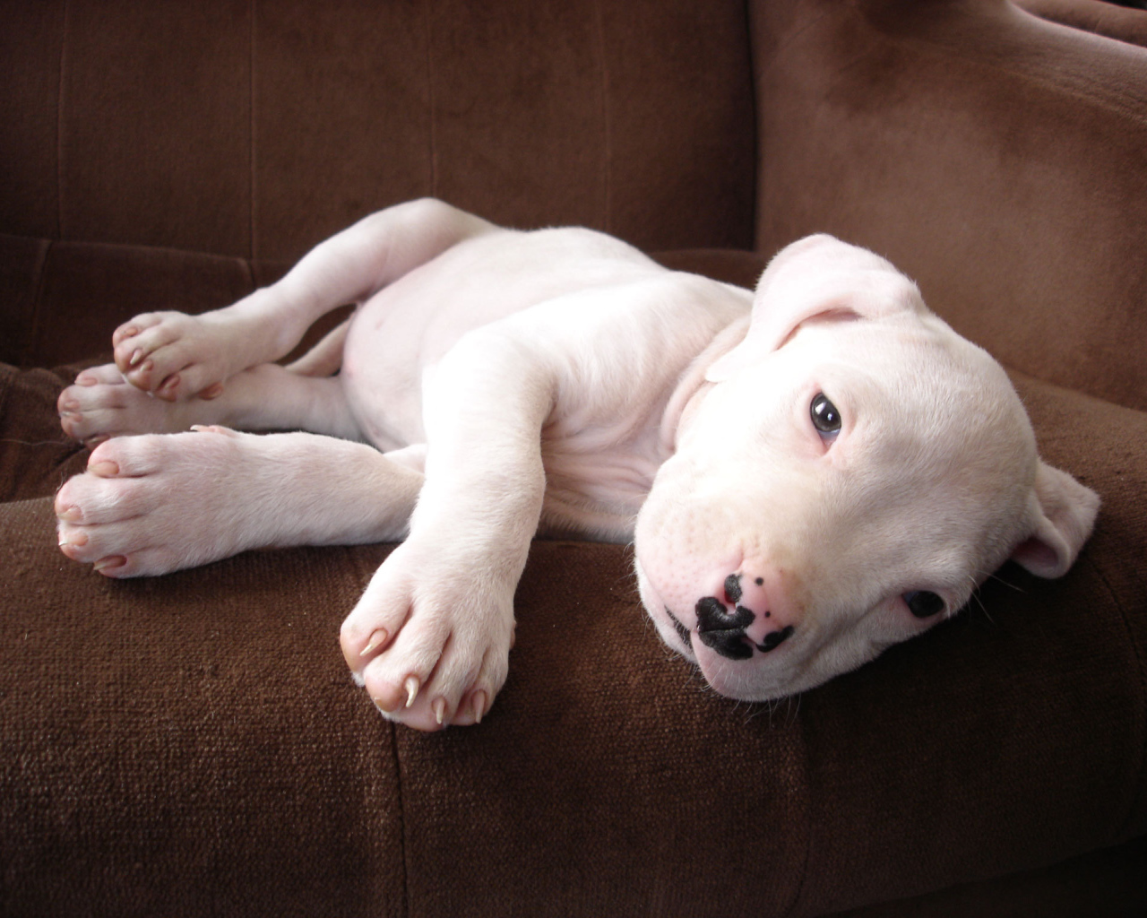 Щенок аргентинского дога на диване