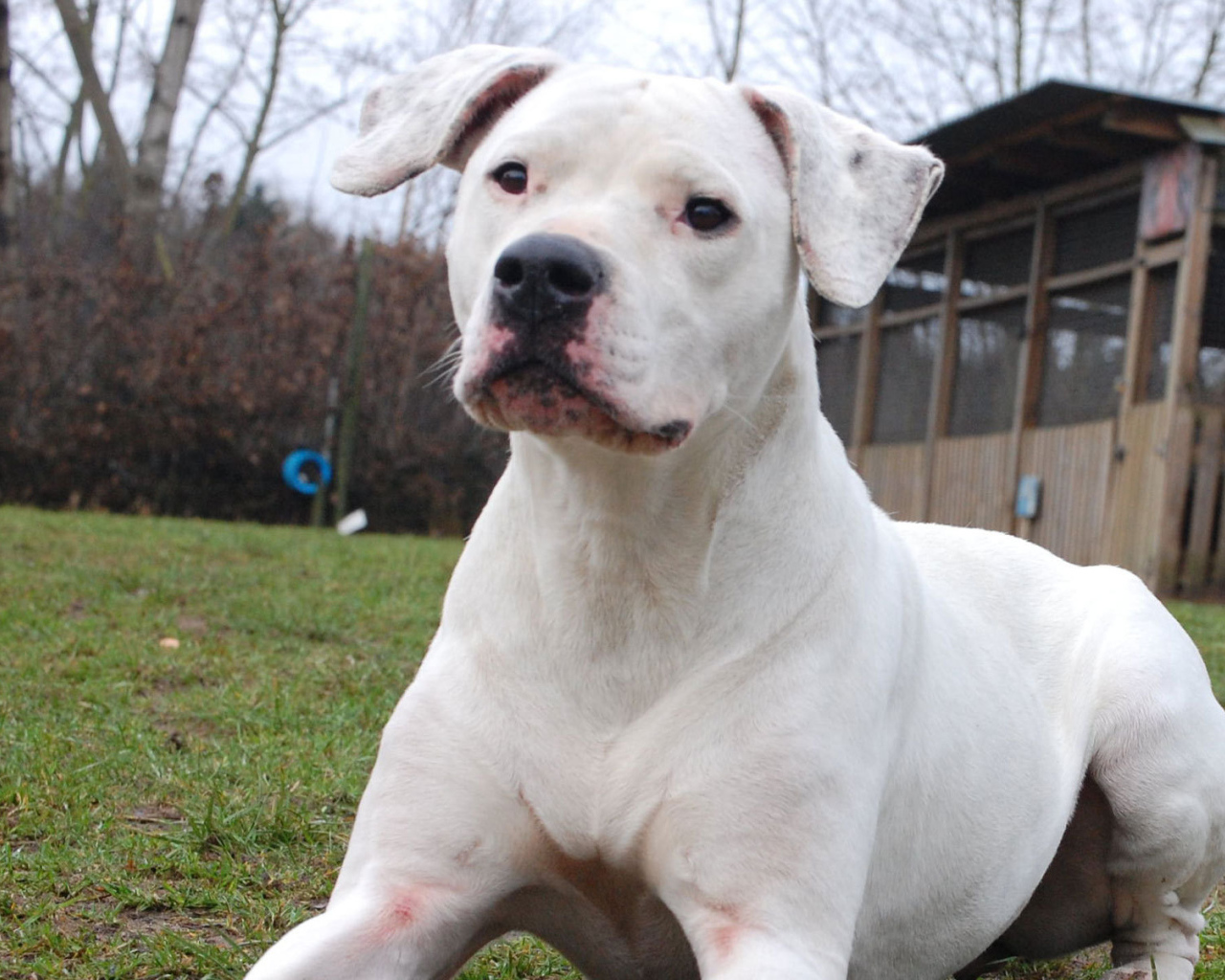 Аргентинский дог что-то увидел