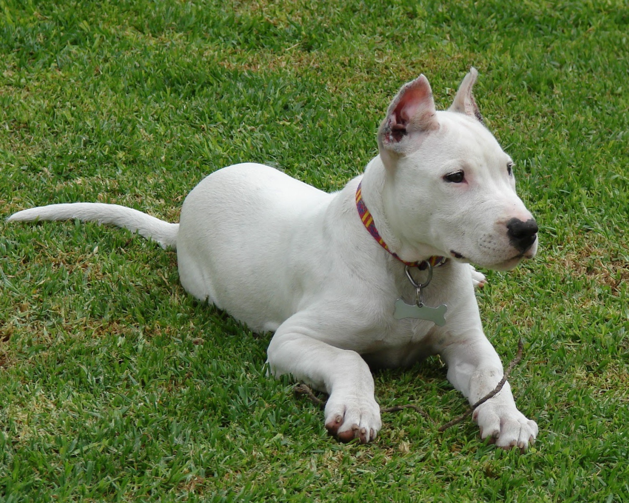 Аргентинский дог кого-то увидел