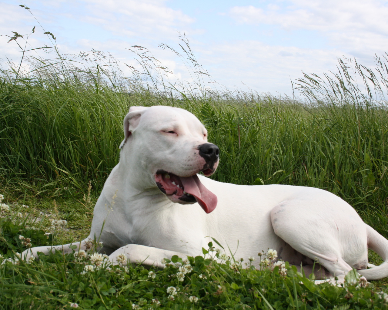 Аргентинский дог устал