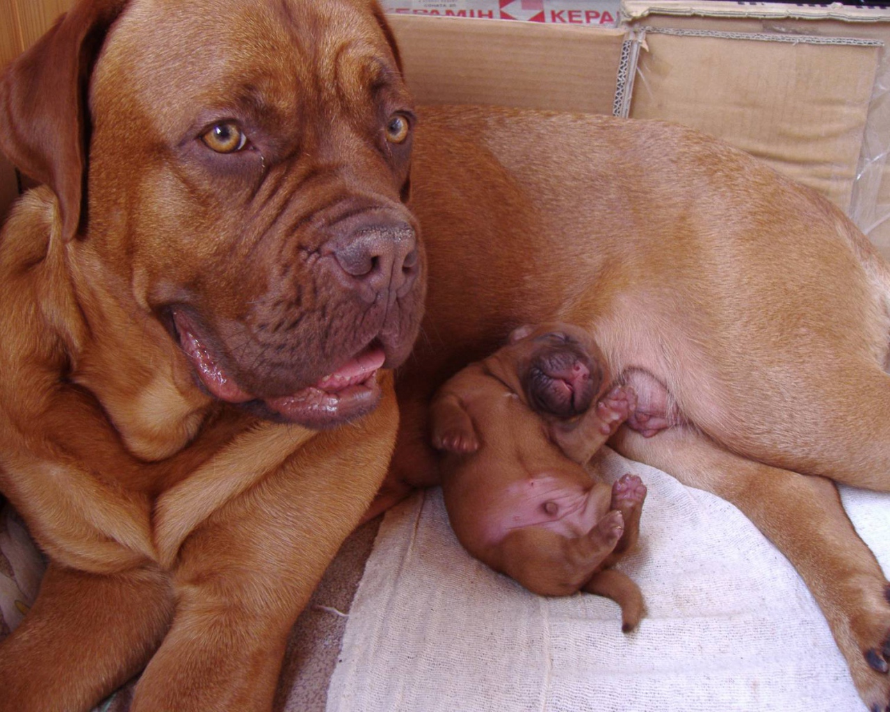 Бордоский дог и его щенок