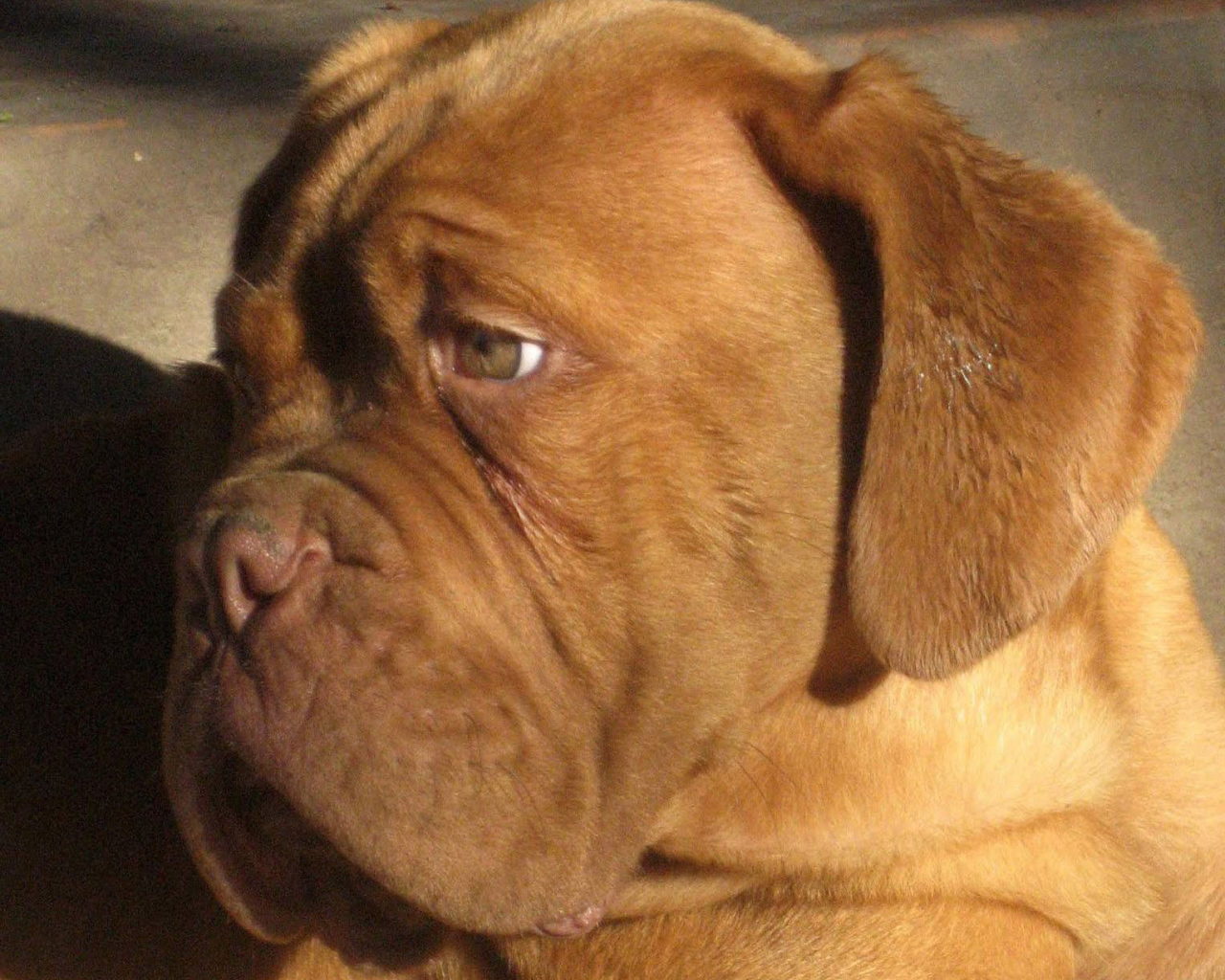 Бордоский дог скучает