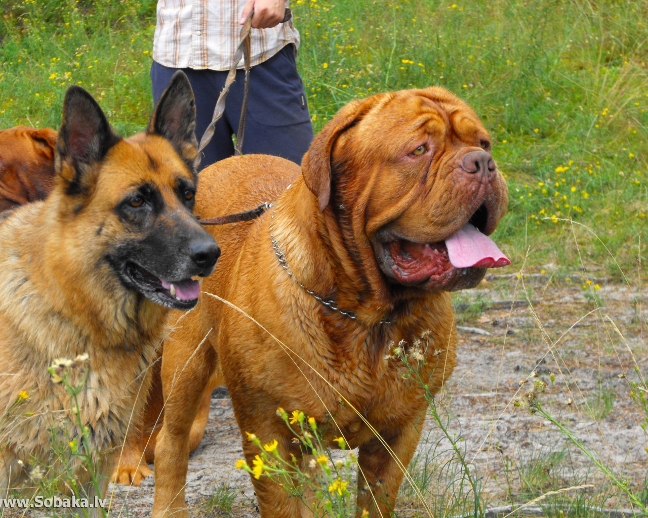 Бордоский дог на прогулке