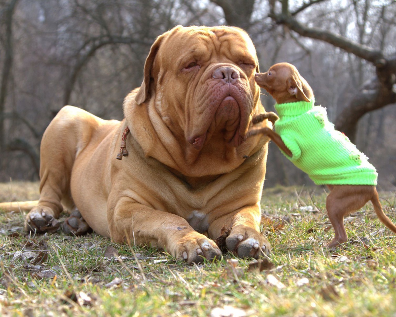 Бордоский дог с маленьким другом