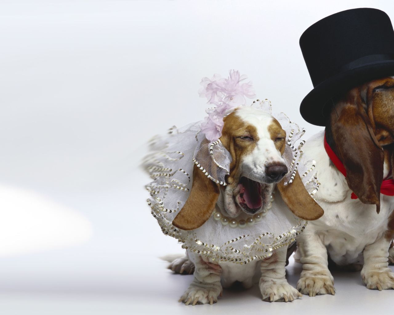 Нарядные бассет-хаунды на белом фоне