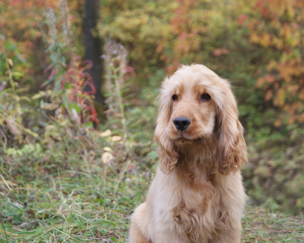 Английский кокер-спаниель в лесу