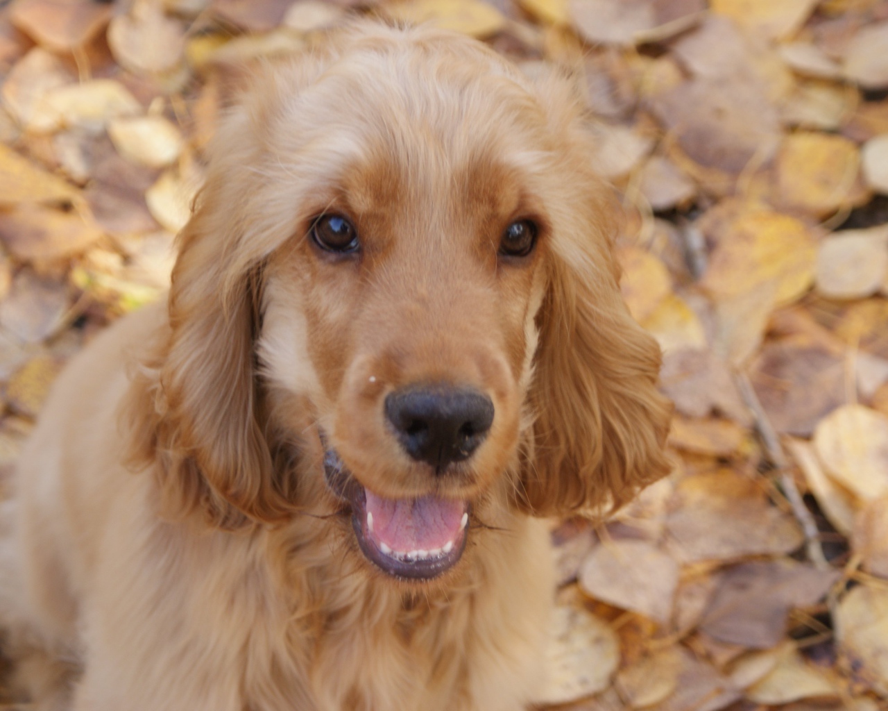 Английский кокер-спаниель на осенних листьях