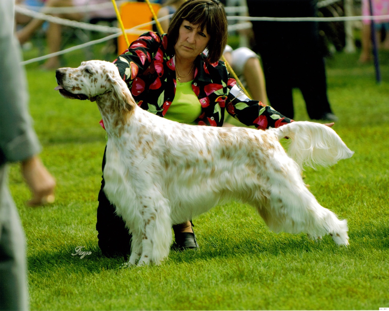 Английский сеттер на собачьей выставке