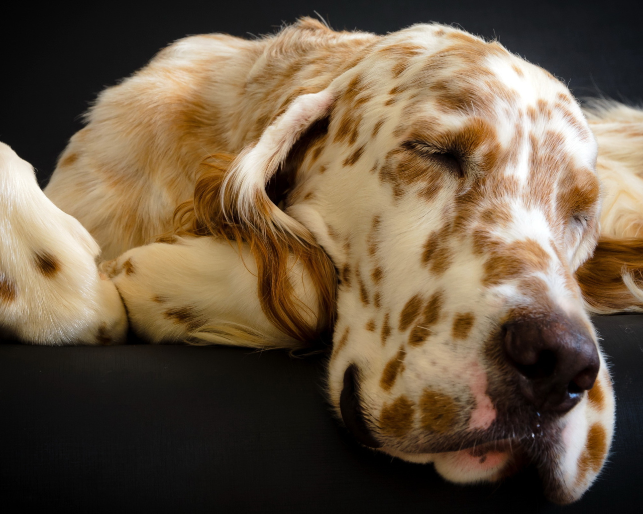 Английский сеттер заснул