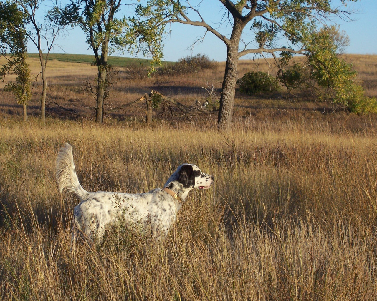 Английский сеттер в высохшей траве