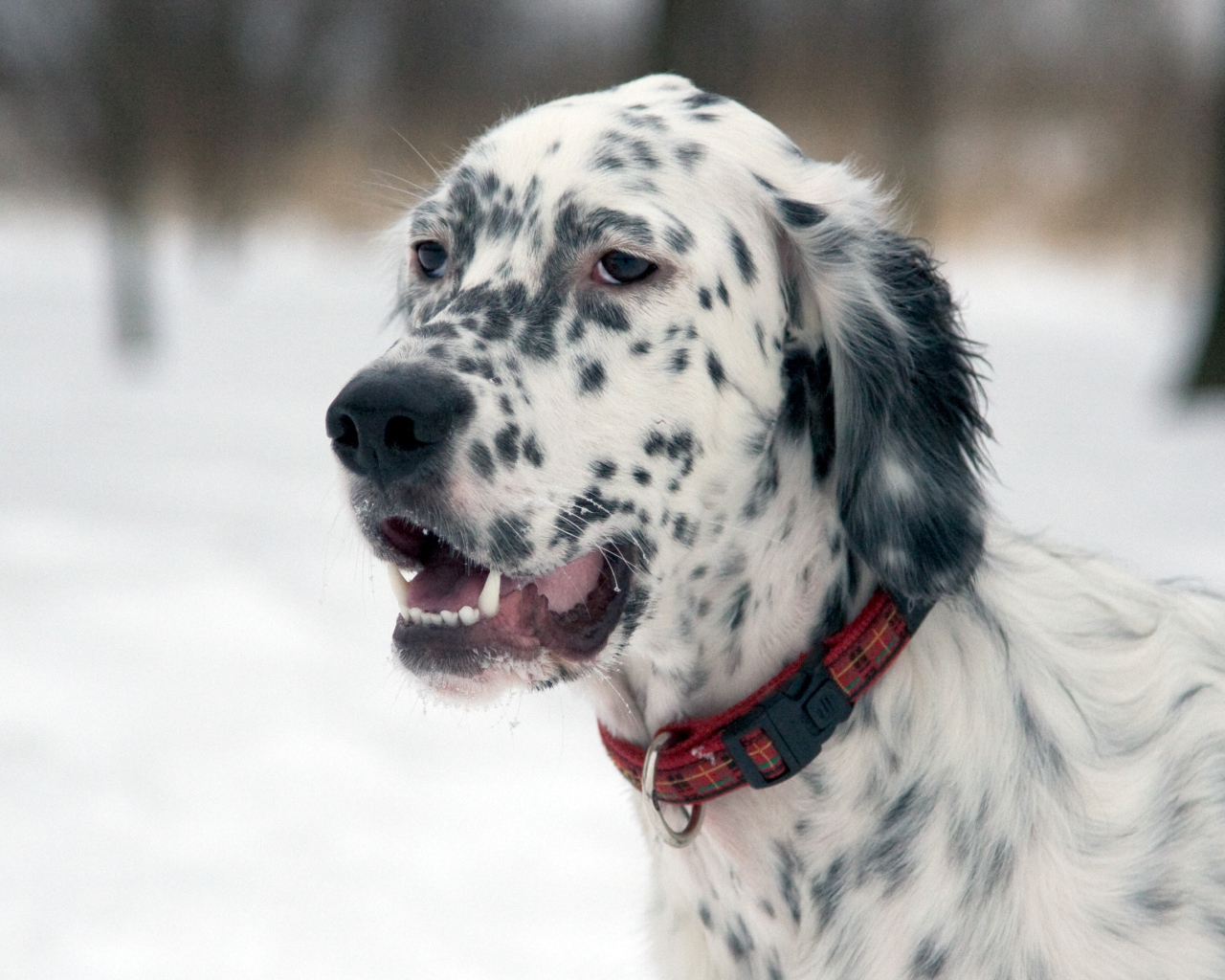 English Setter on a walk in winter