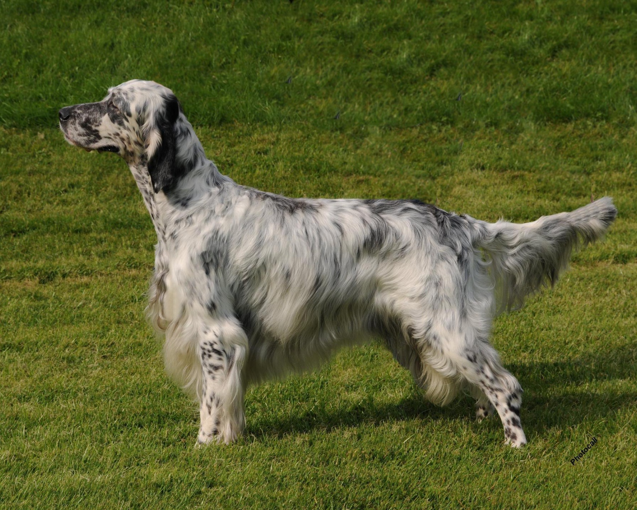 Английский сеттер на природе
