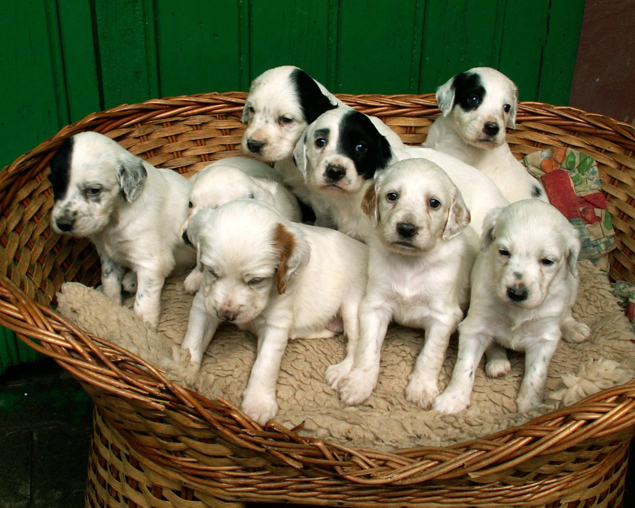 Щенки английского сеттера в корзине