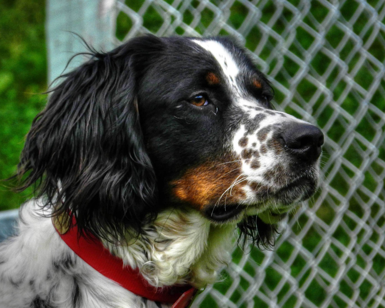 Английский сеттер кого-то увидел