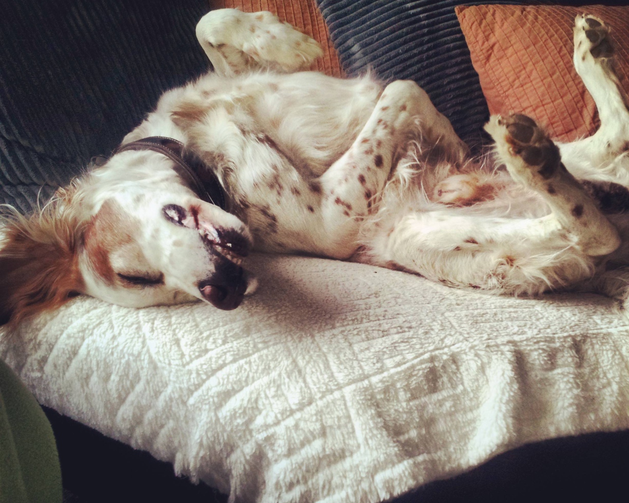 Английский сеттер развалился на диване