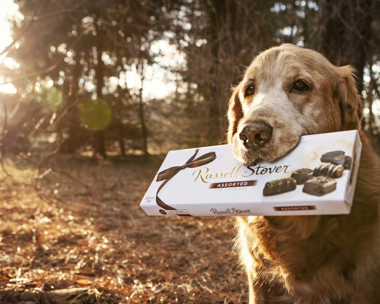 Английский сеттер с коробкой конфет