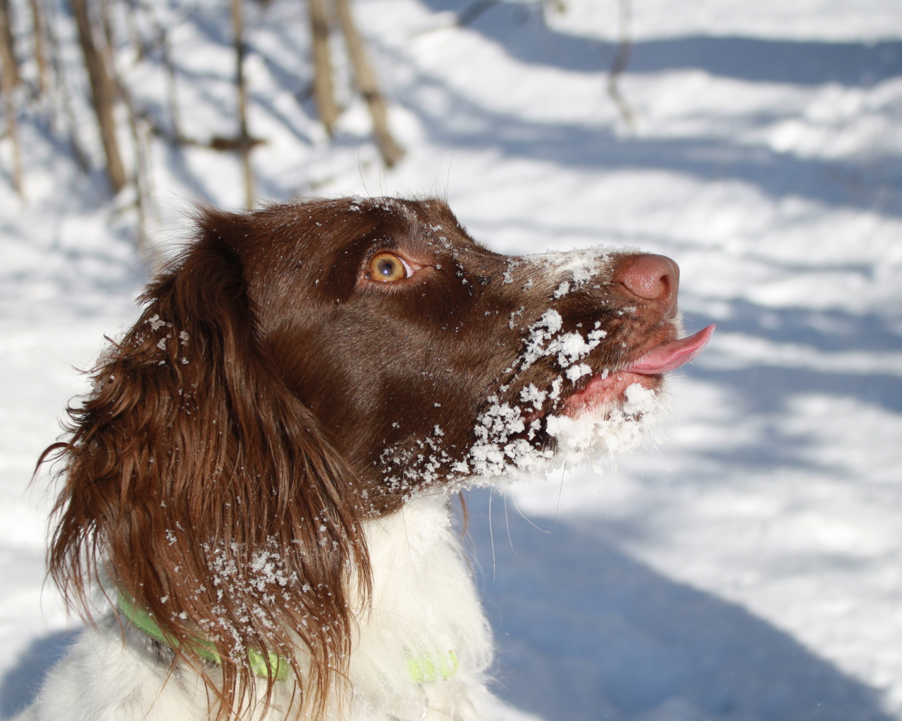 Английский спрингер-спаниель в снегу крупным планом