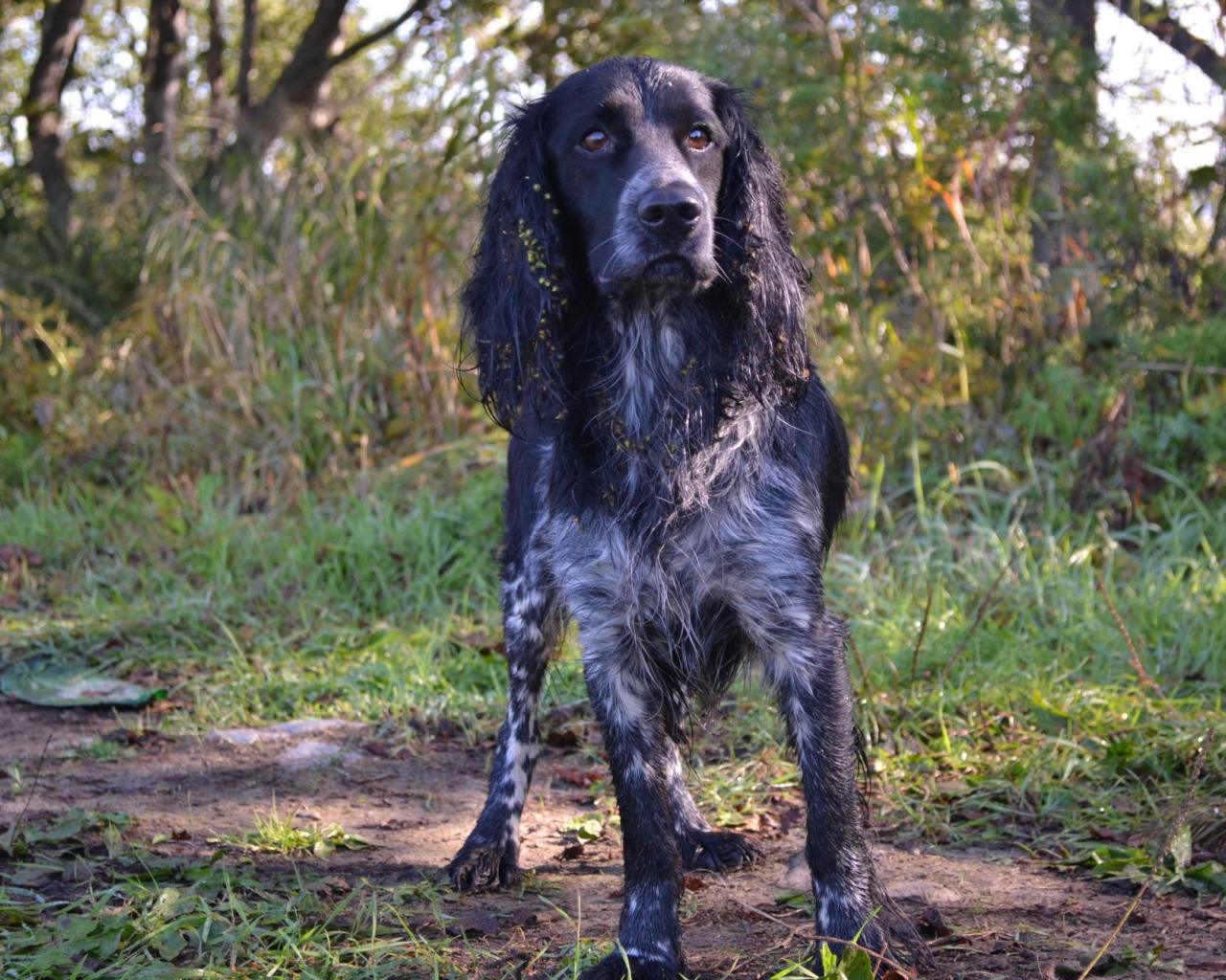 Английский спрингер-спаниель в лесу