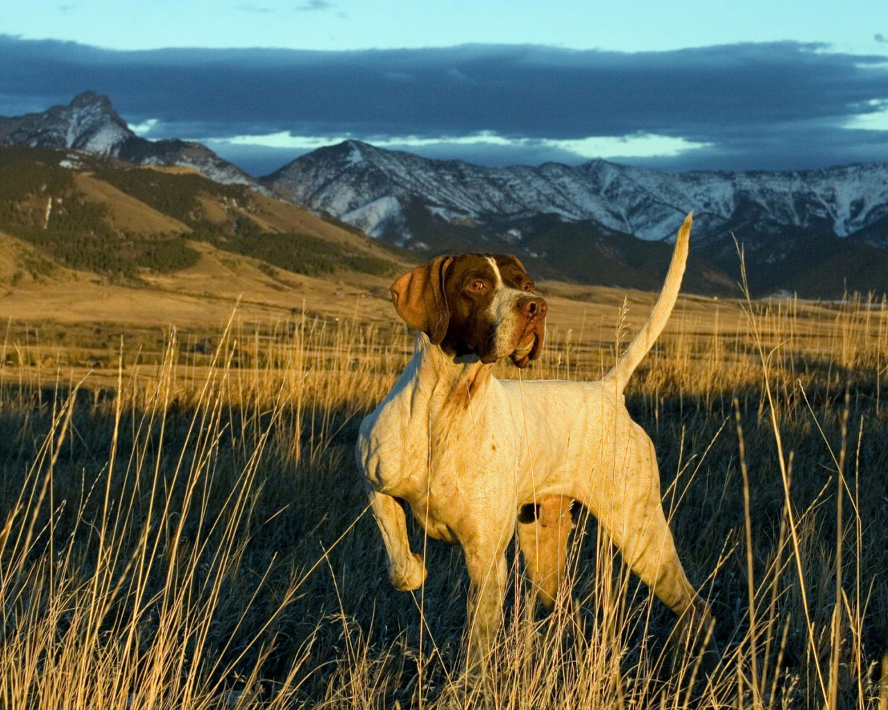 Английский Пойнтер в поле