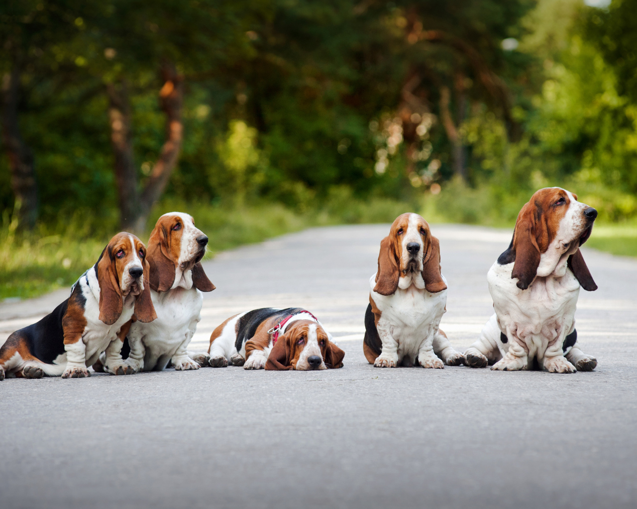 Семья бассет-хаундов сидит на дороге