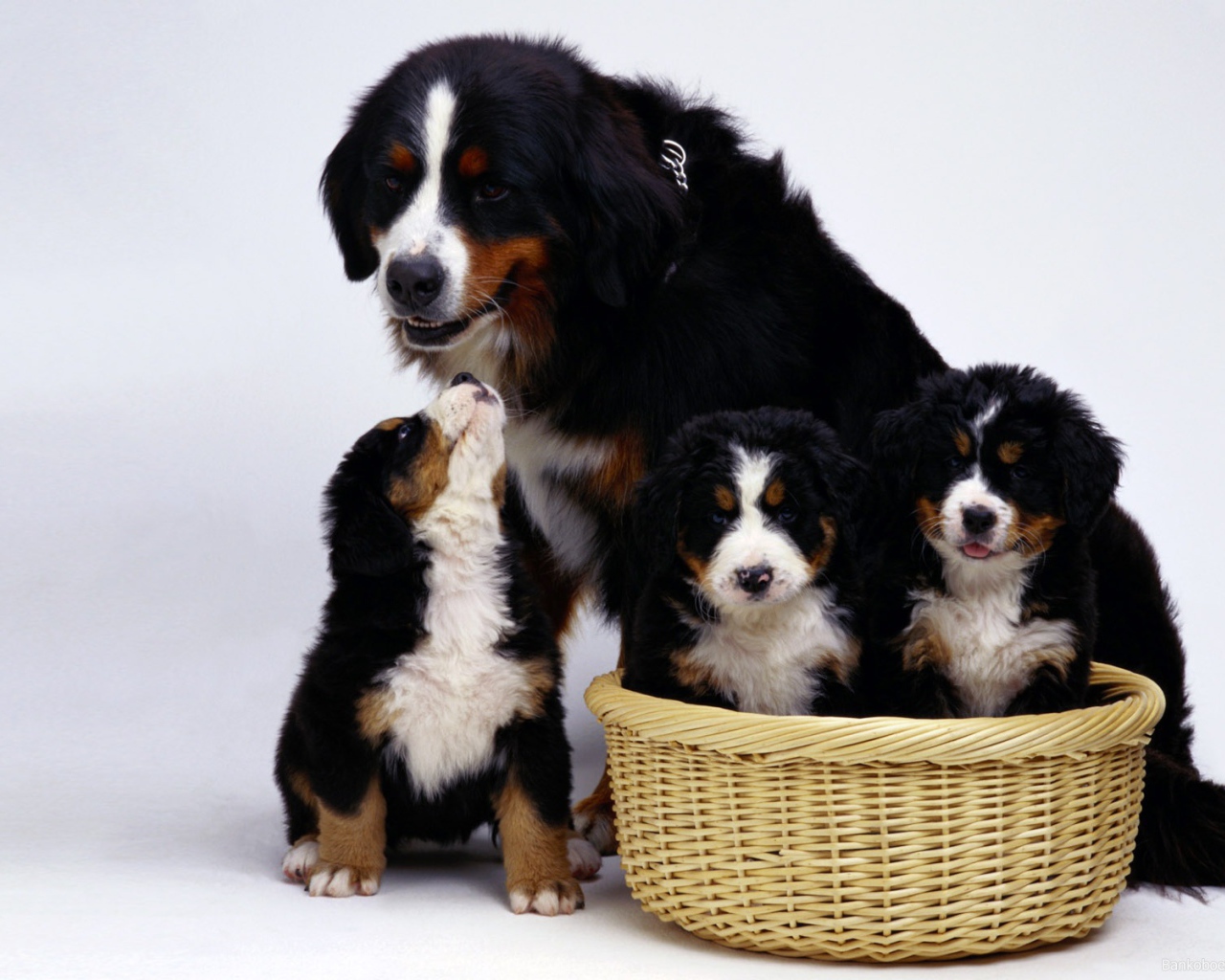 Семья бернской пастушьей собаки на белом фоне