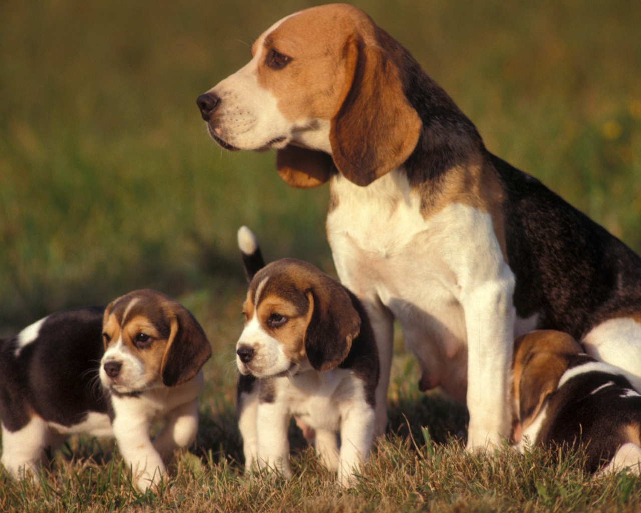 Семейство собак породы бигль