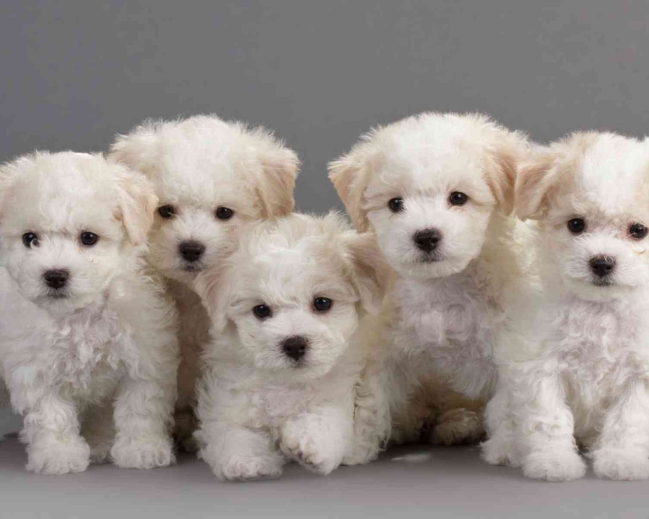 Семейство породы бишон-фриз на сером фоне