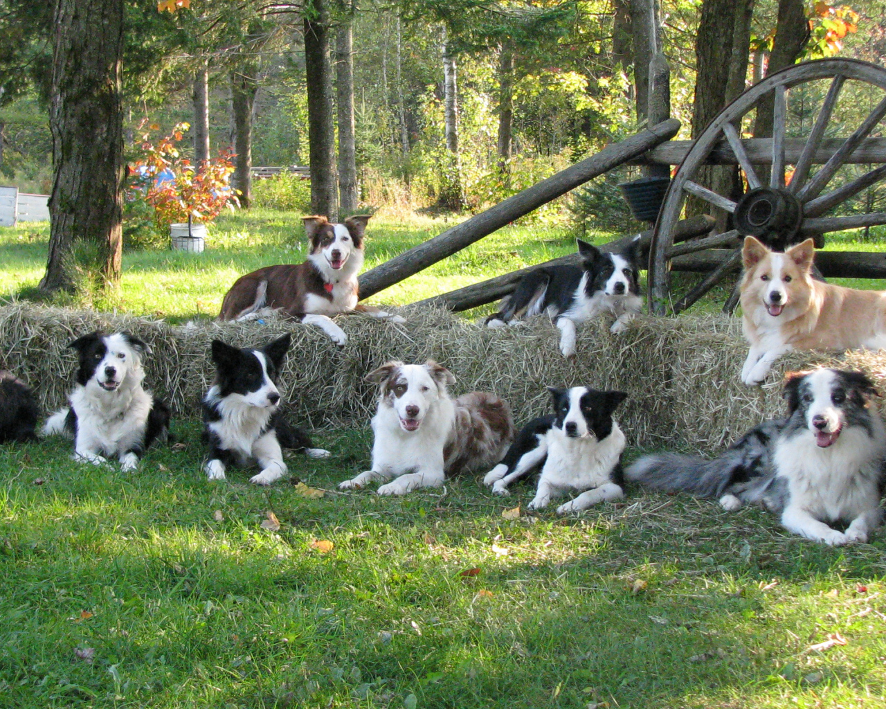 Семья собак бордер-колли