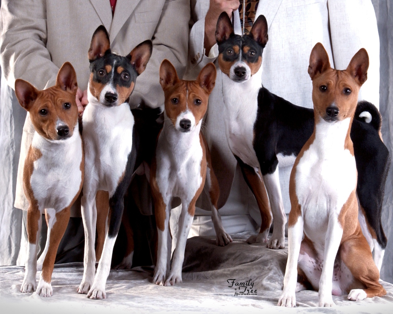 Семейная фотография собак породы басенджи