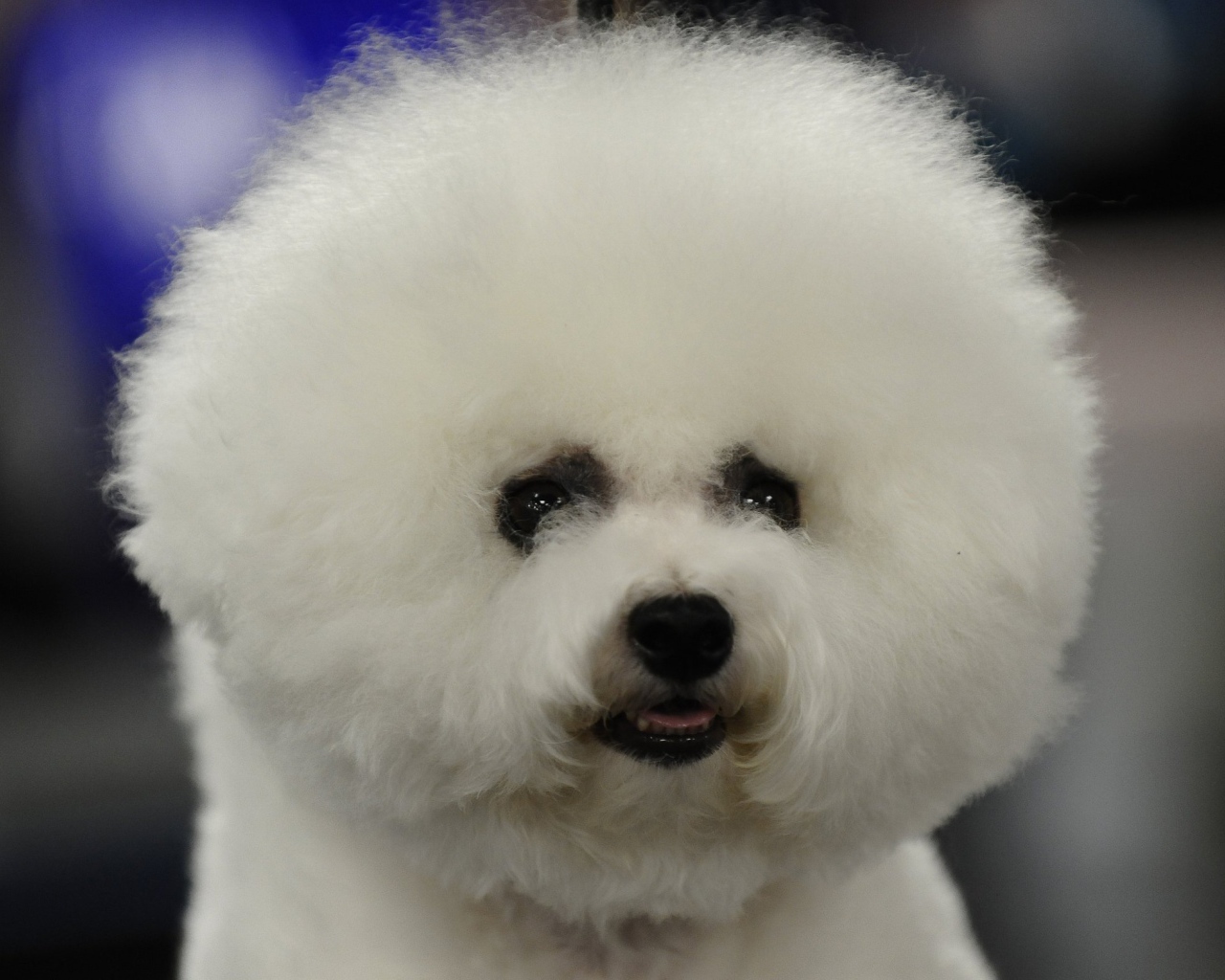 Пушистая собака породы бишон-фриз