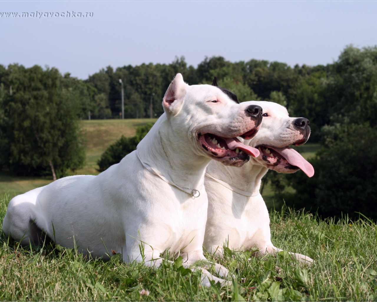 Дружба аргентинских догов
