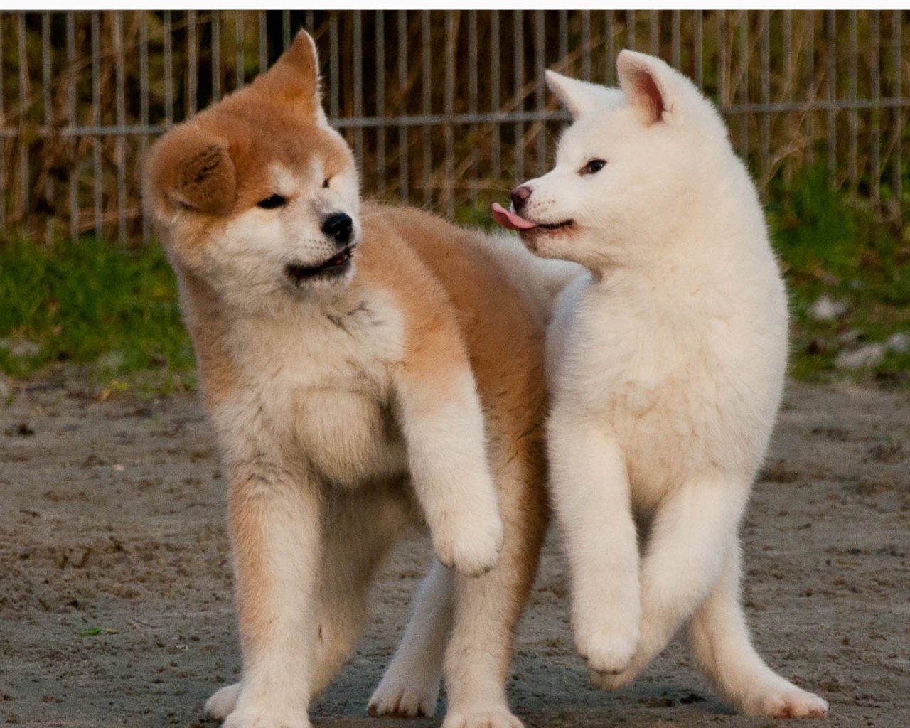 Смешные щенки акита-ину