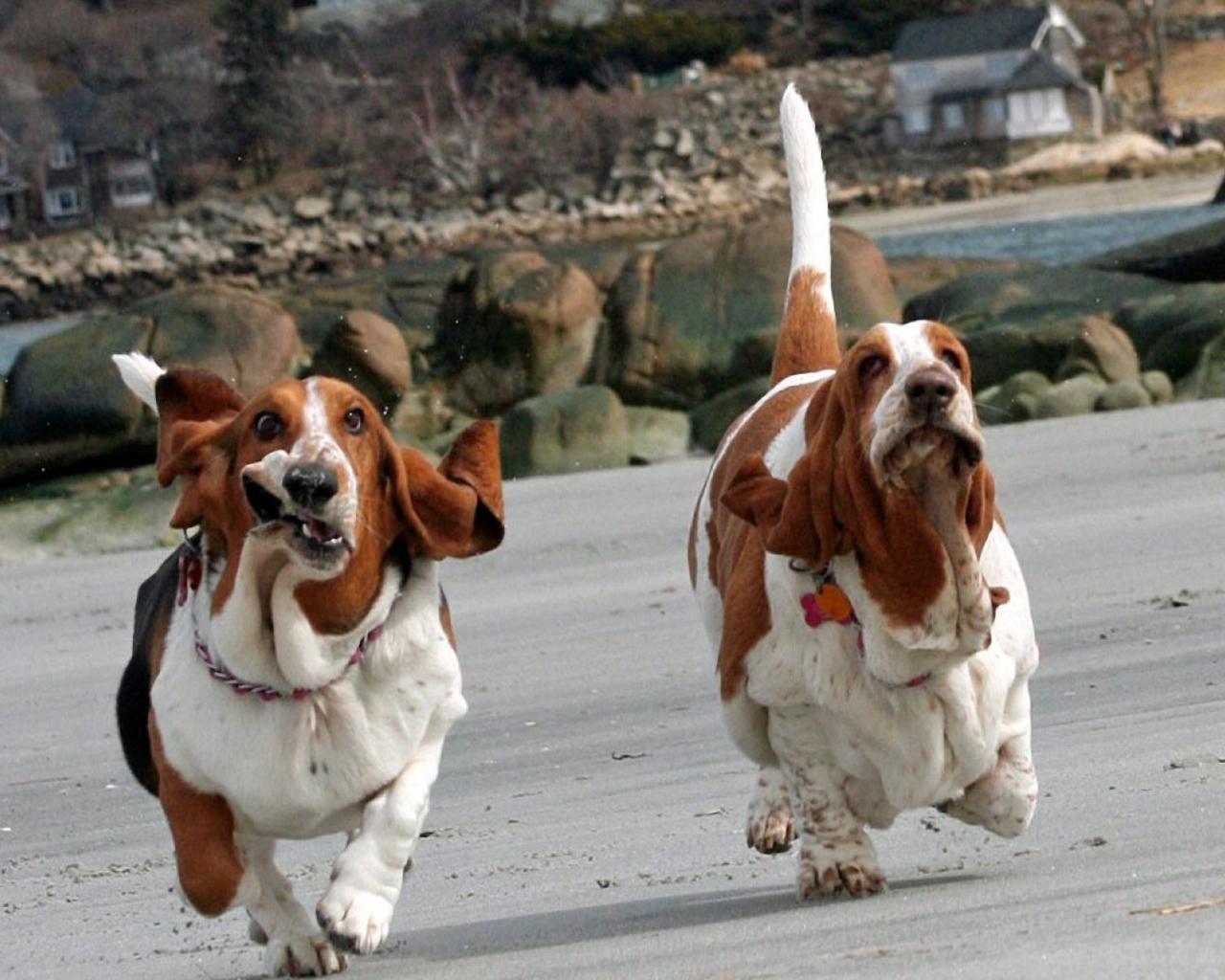 Смешные бассет-хаунды бегут