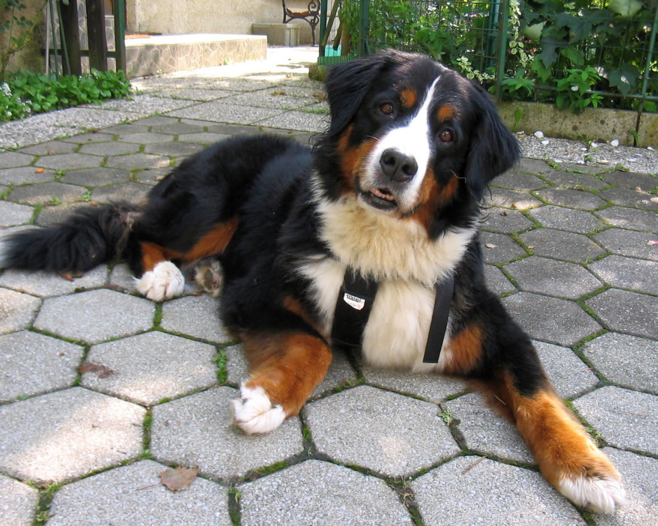 Смешная бернская пастушья собака