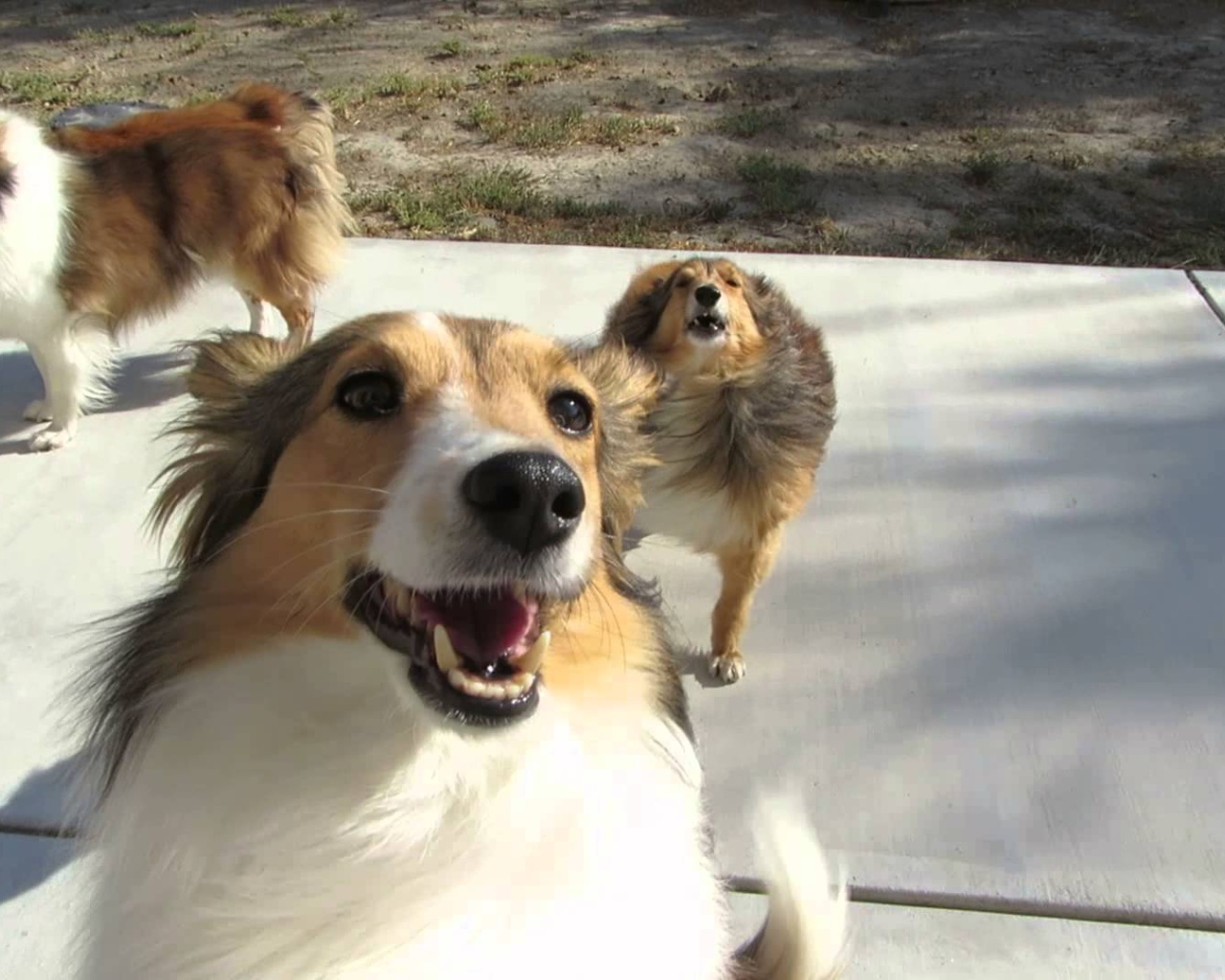 Смешные собаки породы шелти играют