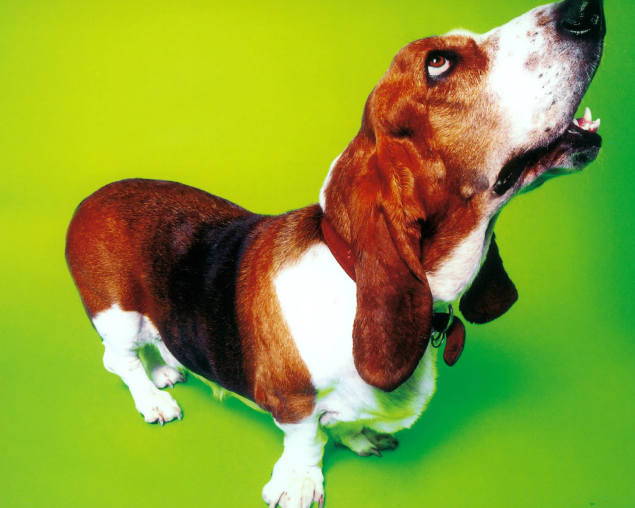 Смешной бассет-хаунд на зелёном фоне