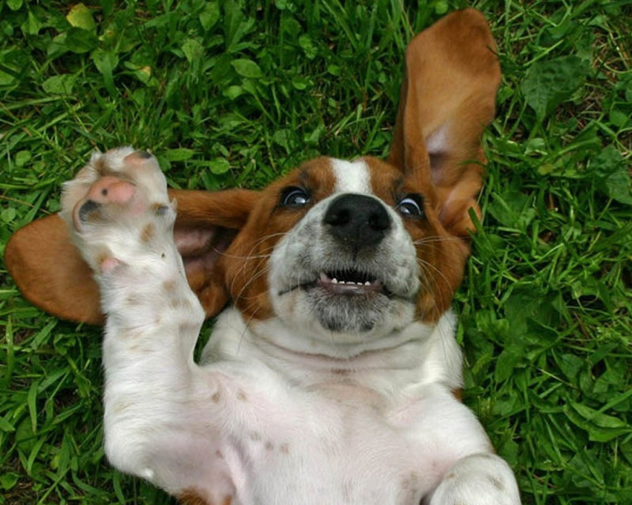 Смешной бассет-хаунд на траве