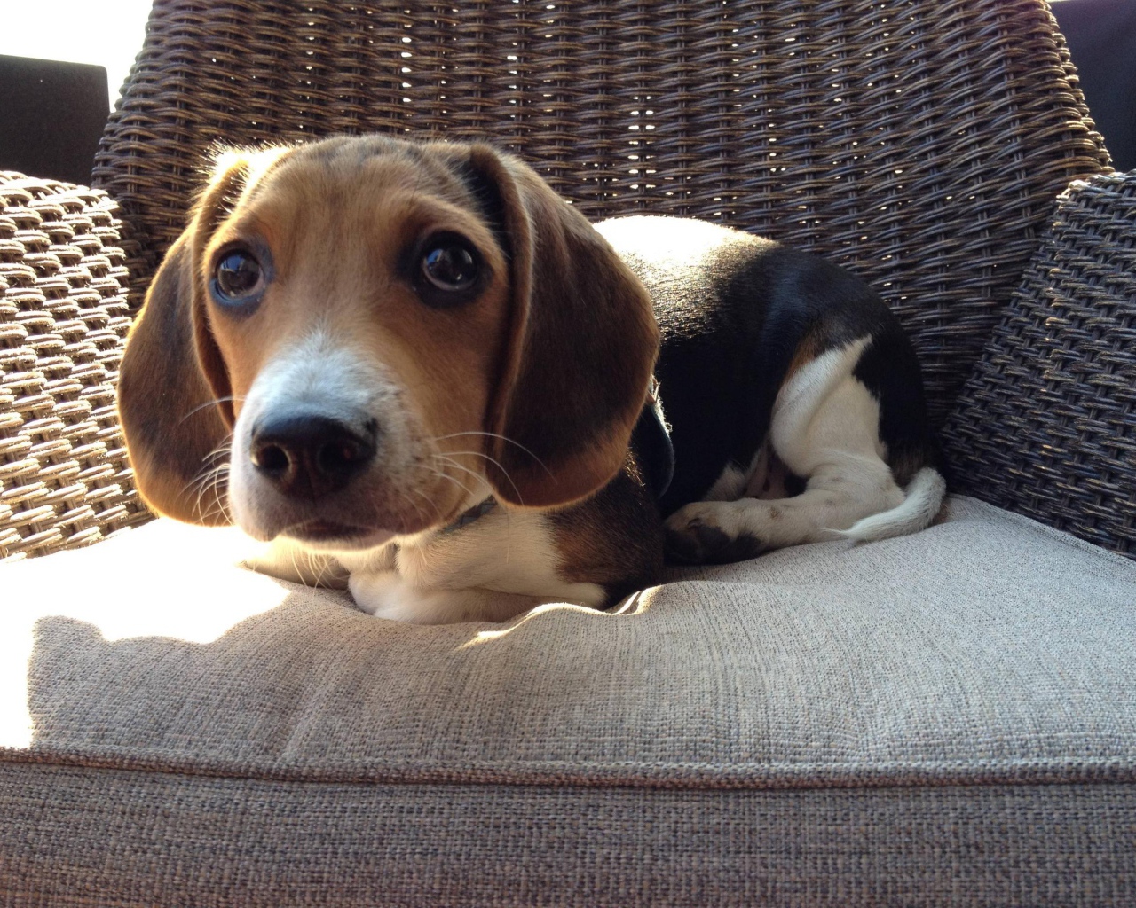 Смешная собака породы бигль на кресле