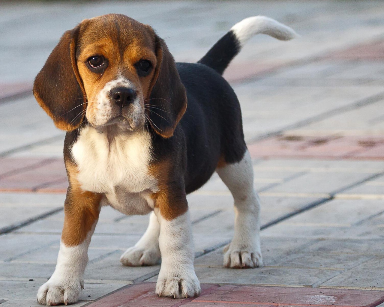 Смешной щенок породы бигль на тротуаре