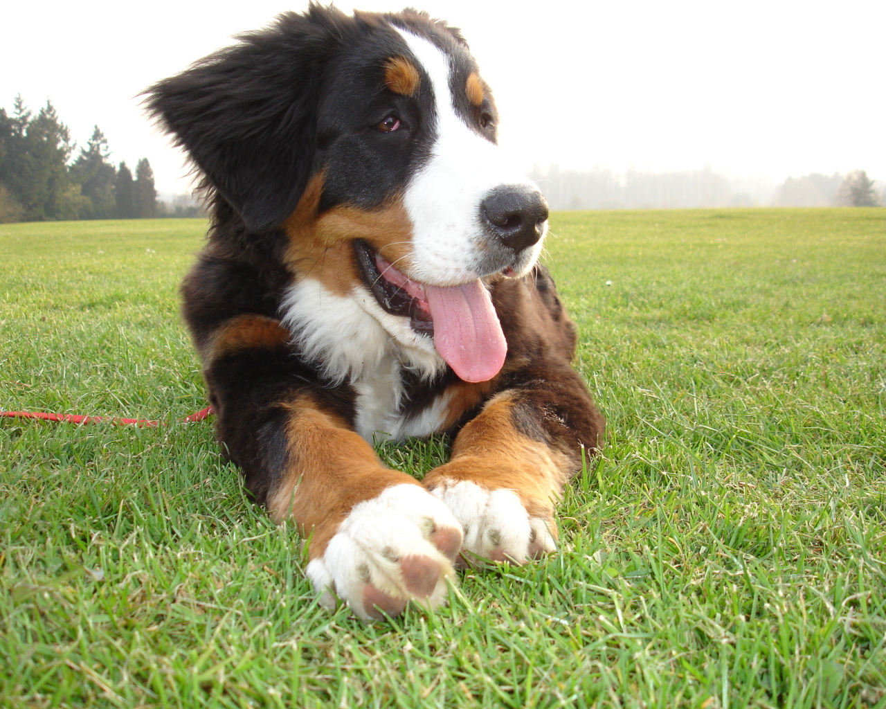 Смешной щенок бернской пастушьей собаки