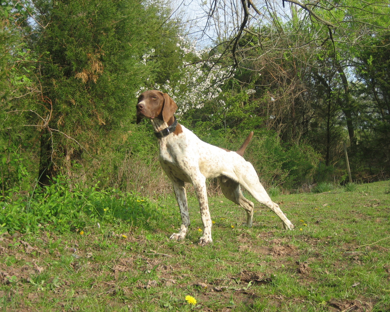 Немецкий Пойнтер в лесу