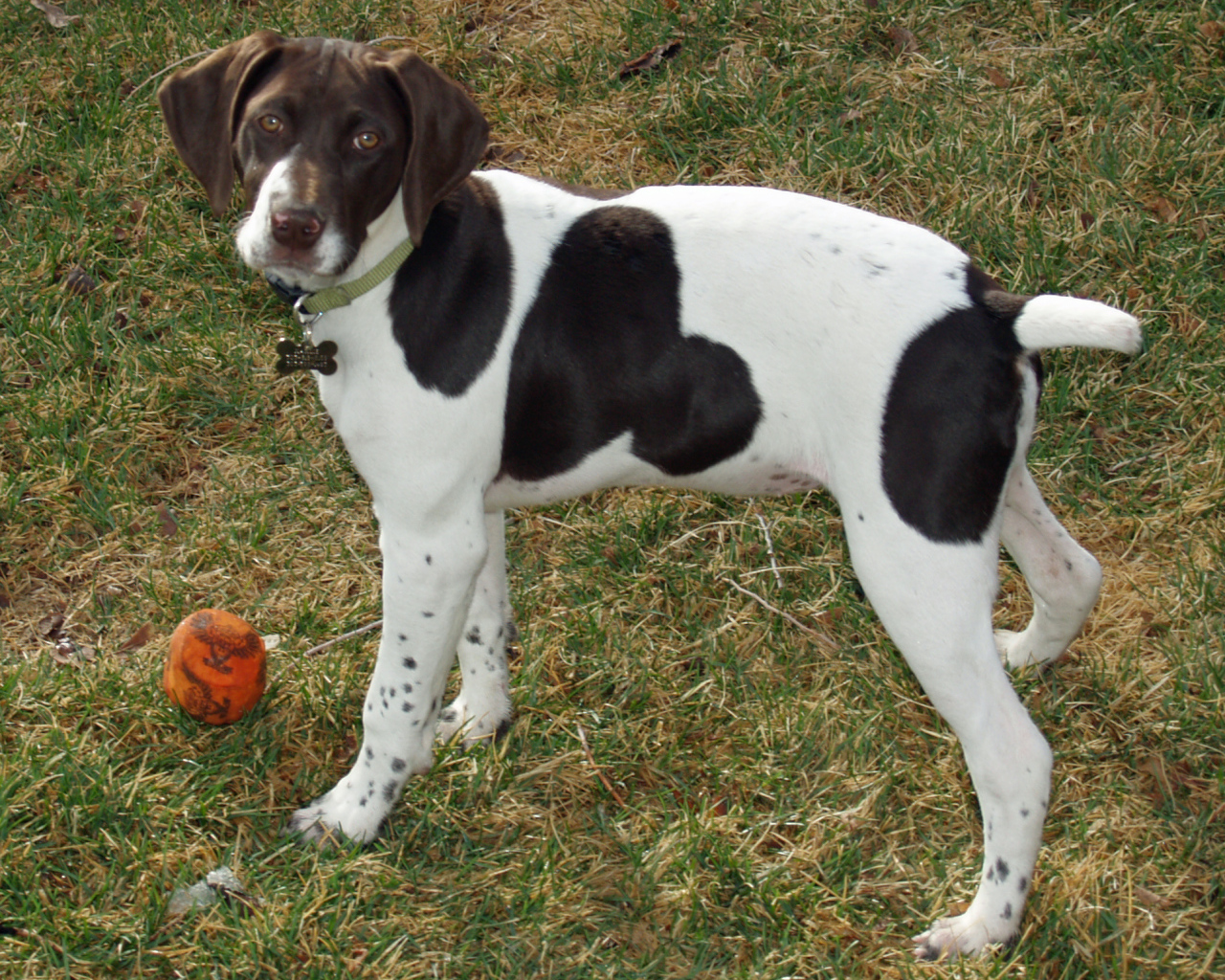 Немецкий Пойнтер играет в саду