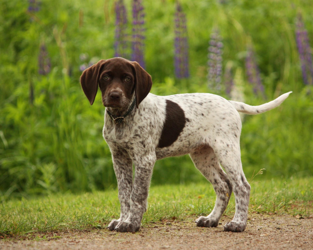 Немецкий щенок Пойнтер в лесу