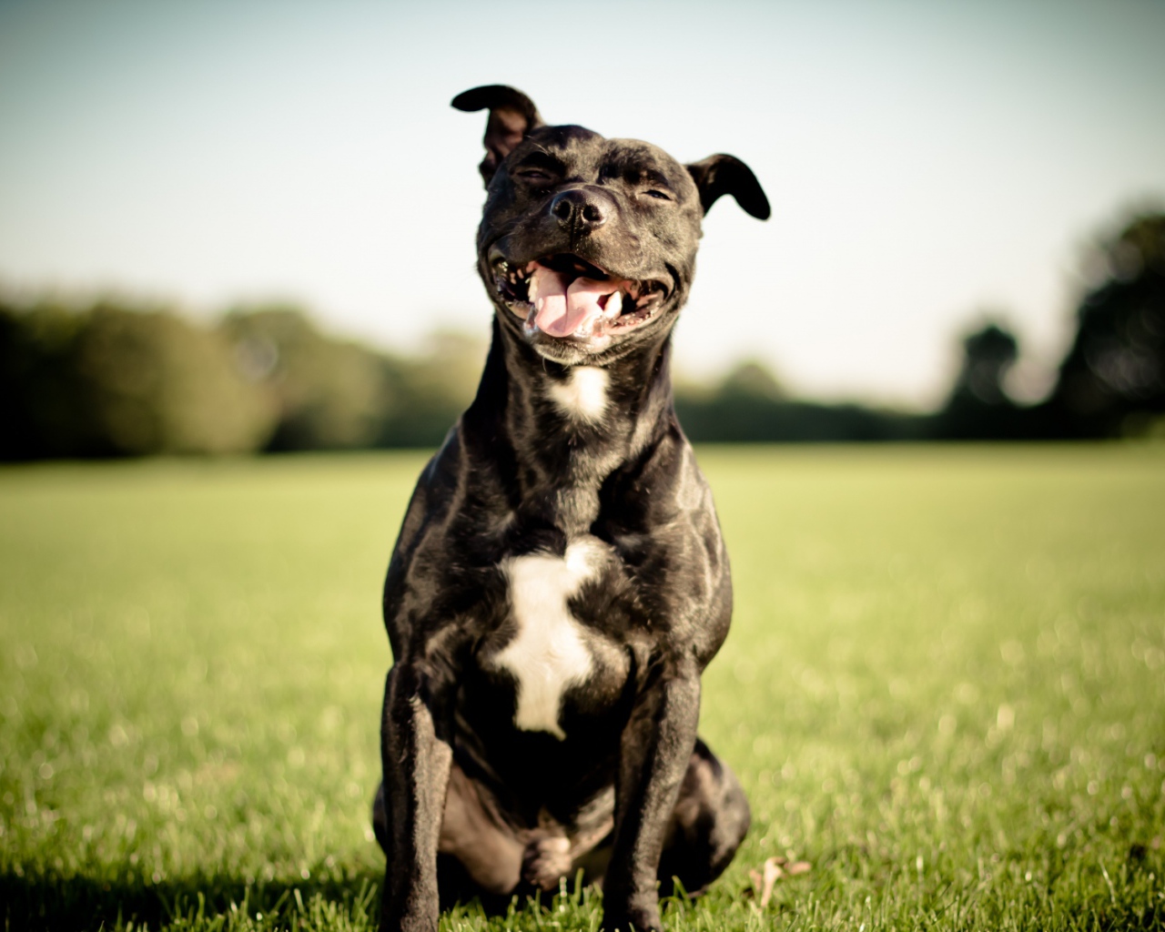 Довольный питбуль на траве