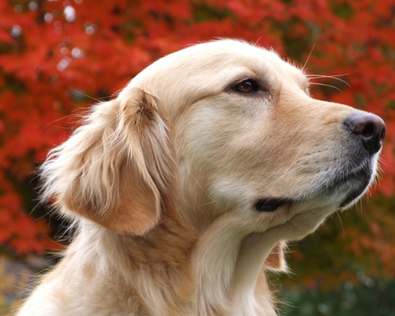 Золотой терьер и осенние дерево