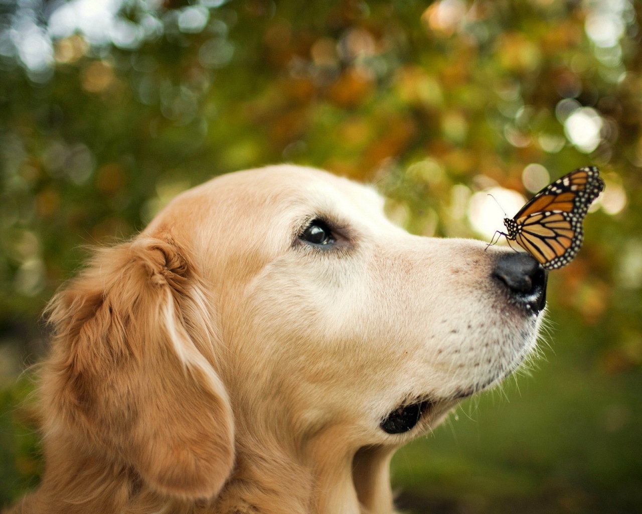 Золотой терьер и бабочка
